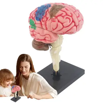  Človeški Možgani Model Možganov Anatomski Model Poučevanja Model Z Zaslonom Osnovno Barvno Kodirani Za Ugotavljanje Možganske Funkcije Poučevanje